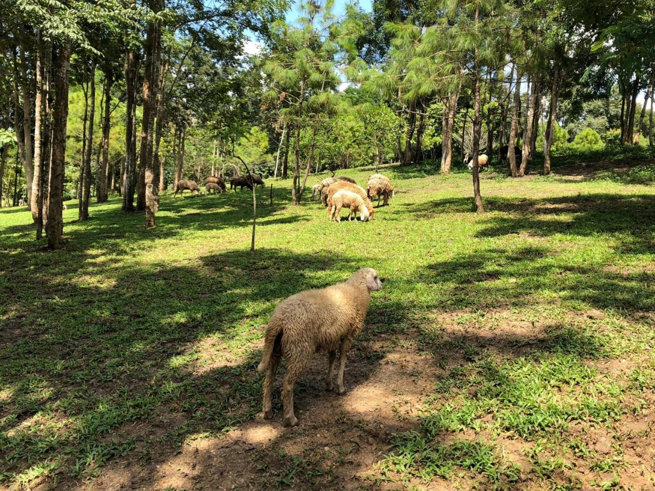 Ruean Racha Hotel Chiang Mai Luaran gambar